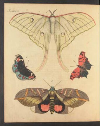 Tafel X.: Insekten.