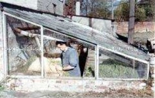 Hydrokultur-Futterpflanzenanbau in einer LPG