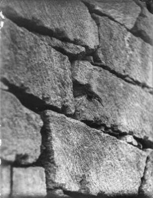 Gartenrotschwanz : Gartenrotschwanz (Phoenicurus phoenicurus L.) am Eingang der Nisthöhle.