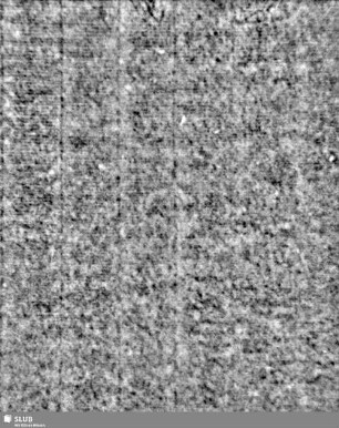 Lilienschild + IESV / LW = S.3/4