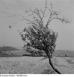 Obstbäume mit Wuchsschäden