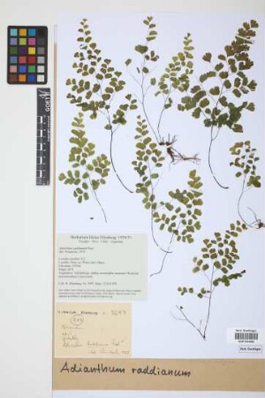 Adiantum raddianum C.Presl