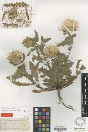 Carduus nutans L. var. armenus Boiss.[syntype]