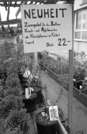 Gundelfingen: Baumschule Zimber, Neuheit für Balkonpflanzen