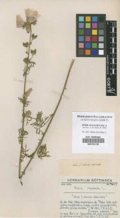 Malva moschata L.