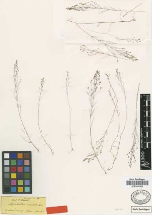 Nephelochloa orientalis Boiss. [type]