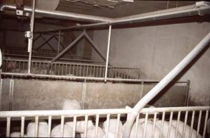 Fotografie: Mastschwein, Flüssigfütterungsanlage
