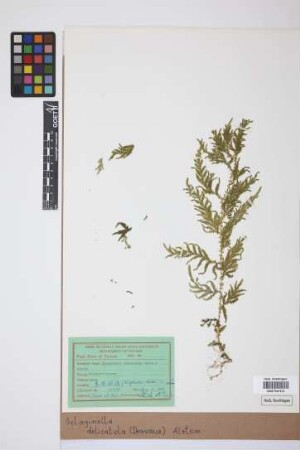 Selaginella delicatula Alston, 1932