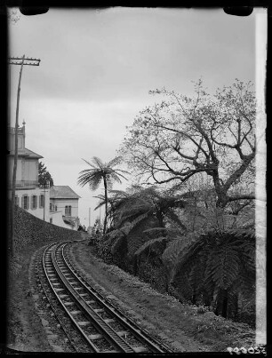 Funchal, Baumfarne an der Bergbahn