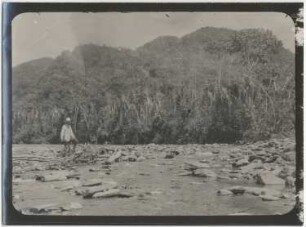 Playa-Vegetation am Río Sarampiuni bei Mapiri