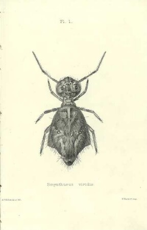 Plate I. Smynthurus viridis.