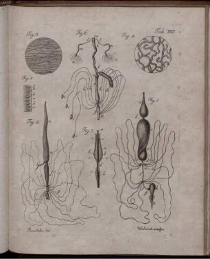 Tab. XVII. [bis] Tab. XXIV [Abb. siehe römische Paginierung]