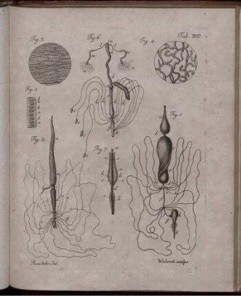 Tab. XVII. [bis] Tab. XXIV [Abb. siehe römische Paginierung]