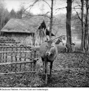 Tiere in Moritzburg II (Wildgehege?)