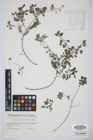 Parietaria filamentosa Webb & Berth.
