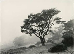 Baumlandschaft bei Nebel