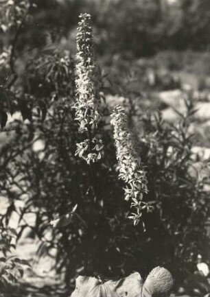 Goldkolben, Habsteiner Moor bei Jestrebi/Ceska Lipa (Sibirischer Goldkolben (Ligularia sibirica), Pflanzenart aus der Gattung der Goldkolben in der Familie der Korbblütler (Asteraceae)