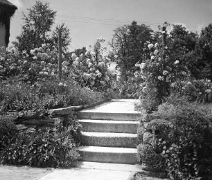 Rosenweg