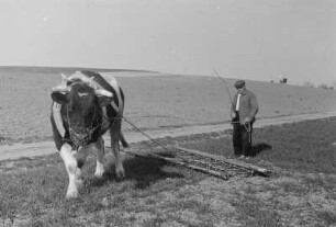 Ochse mit Egge unweit von Rackel : Woł z brónjami blisko Rakojdy : Rackel / Rakojdy