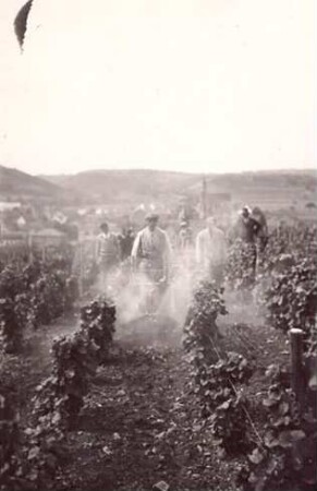Foto Arbeiter im Weinberg beim Spritzen
