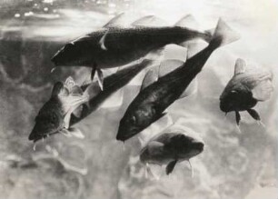 Kabeljau oder Dorsch (Gadus morrhua L., Rafinesque 1810) im Aquarium Helgoland