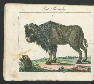 Tafel: Der Auerochs.