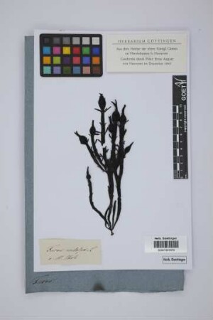 Fucus nodosus L.