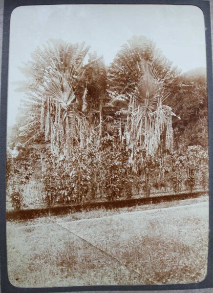 Palm trees in Zanzibar