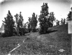 Ostafrikanischer Wacholder : Ostafrikanischer Wacholder am Wegesrand