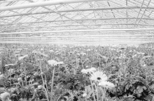 Denzlingen: Blumengärtnerei Beiermeister, Gewächshäuser mit Gerbera