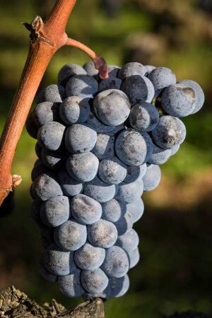 Frankreich. Nouvelle Aquitaine. Gironde. Weinrebe im Anbaugebiet Saint Emilion AOC.