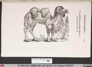 Cameli Bectriani altera species cum iunco odoraro.