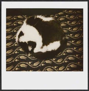 Siebecks Katze Frau Hoffmann auf Schloss Mahlberg