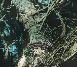 Reptilien. Waldeidechse (Zootoca vivipara; vormals Lacerta vivipara), auch Bergeidechse oder Mooreidechse genannt