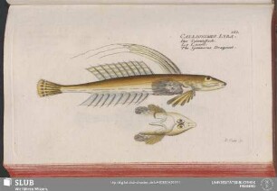 161. Callionymus Lyra