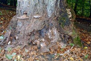 Jersbeker Park: Detailaufnahme: Brandkrustenpilz an Baumfuß: 19. Oktober 2001