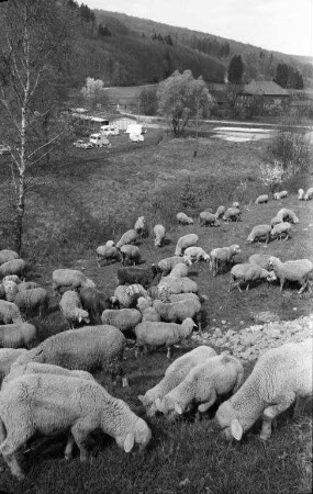 Schafwirtschaft im Albtal.