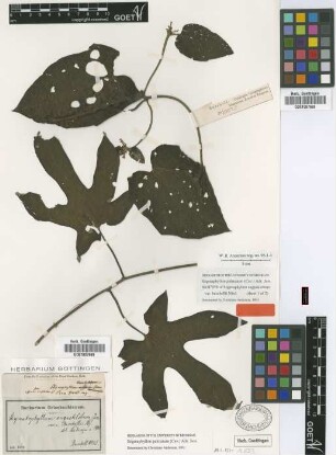 Stigmaphyllon angustilobum A.Juss. var. burchellii Nied.