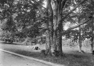 Vier verwachsene Birken an einem Weg bei Bad Gottleuba