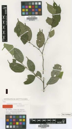 Leptaulus zenkeri Engl. [Isosyntype]