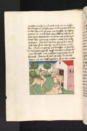 Dinma bei Senespa; (Kapitel II: Von dem Löwen und dem Ochsen)