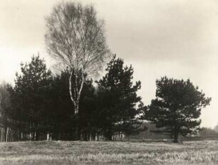 Torgauer Land. In der Annaburger Heide