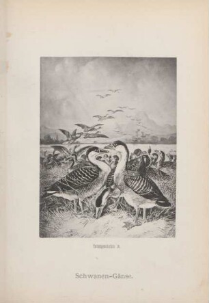 Schwanen-Gänse