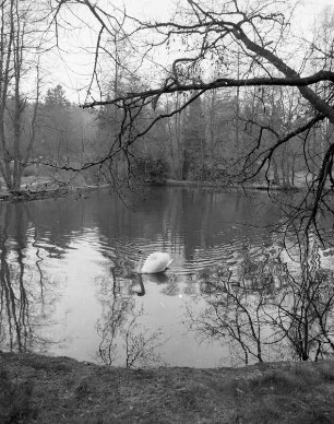Bad Brambach. Kurpark (nahe Vogtlandhaus). Blick über den Teich