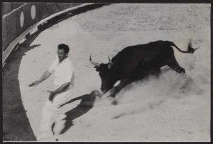 Beim Stierlauf in der Arena von Saintes-Maries-de-la-Mer
