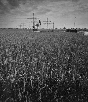 Archivfotografie "oberrhein_landschaften_12942"