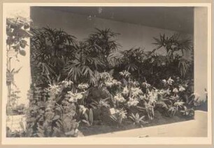 Fotoalbum: Ausstellungsgarten Jubiläums-Gartenbau-Ausstellung 1926, Dresden: Blumen in einer Ausstellungshalle