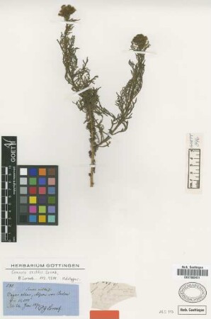 Senecio sectilis Griseb. [type]