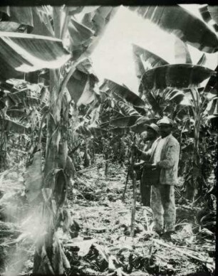 Aussaat von Mais auf einer Hacienda in Mérida