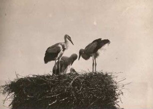 Weißstorch (Ciconia ciconia). Junge im Nest